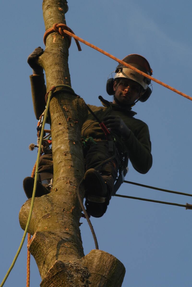 Boomverzorger in het touw hoog in een gesnoeide stam, met helm en gehoorbescherming, tegen een blauwe lucht.