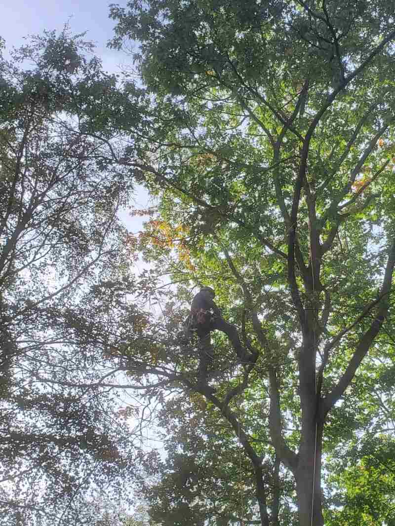 Van onderaf gezien: een boomverzorger klimt hoog in een groene kroon, tegen het licht.