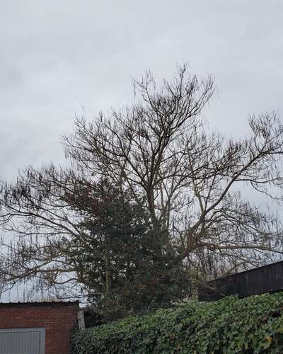 In de winter: een kale boom met lange, hangende peulen boven een garage, met een hulst ervoor.